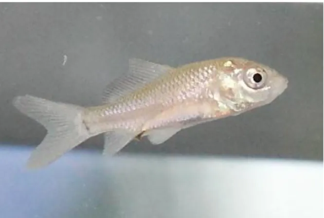 圖  2.5.1 鯉魚幼魚(環境檢驗所, 2011b) 