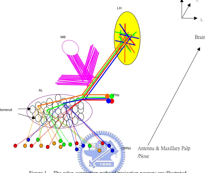 Figure 1.    The calyx connection paths of projection neurons are illustrated. 