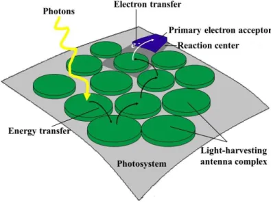 Figure  1.1  Schematic  illustration  of  sunlight  collection.  Photons  are  captured  in  the 