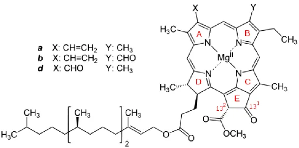 Figure 1.3 A typical chlorophyll molecule contains a porphyrin and a long phytol chain