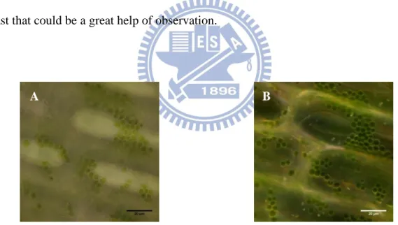 Figure  4.2  A  sample in  dimension of 1  mm × 3 mm was cut by scissor. The upper and top 