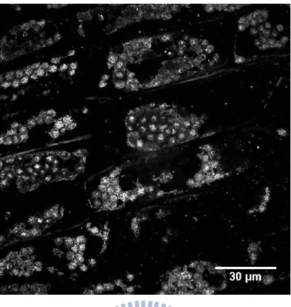 Figure 4.4 Light scattering image of plant cell of Egeria densa without zooming in. 