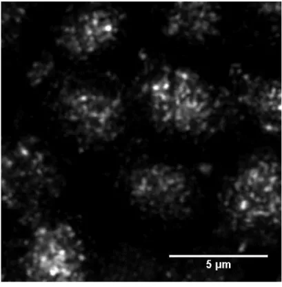 Figure 4.7 Confocal light scattering spectroscopic images of Egeria densa at different vertical 