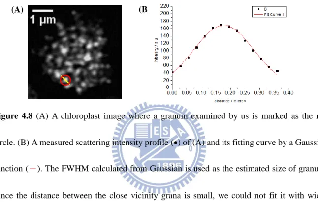 Figure  4.8  (A)  A  chloroplast  image  where  a  granum  examined  by  us  is  marked  as  the  red 