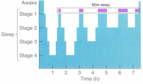Fig. 2.1-2 A typical night’s sleep record of an average young adult [9] 