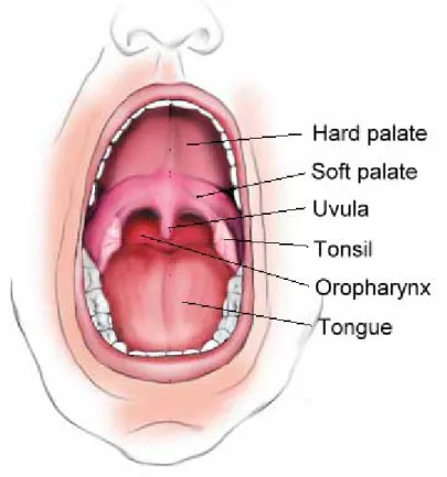 Fig. 2.1-3 Oral cavity [2] 
