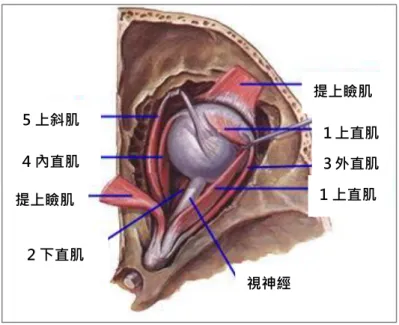 圖 8 眼球外部肌肉說明  轉自 http://yixue.qeqeqe.com/2013/201301/366376.shtml 2.2.1.2 眼球細部構造  光線是視覺刺激的來源。人眼可見的光線( visible    light )波長為 400 至 700 nm，僅 佔廣大電磁波範圍的一小部份。眼睛為視覺訊息處理的第一站。光穿過眼睛表面角膜、 瞳孔、水晶體、聚焦於視網膜上的感光細胞，由視網膜節細胞的軸突在視神經盤處會聚， 產生一個上下顛倒的影像，再穿過鞏膜而構成視神經，視神經是傳導視覺衝動的。網膜