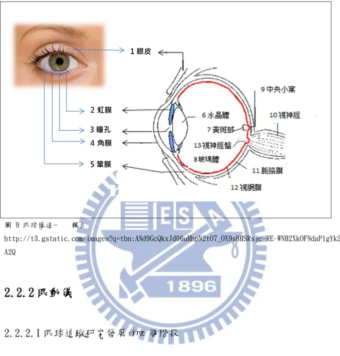 圖 9 眼球構造一   轉自 http://t3.gstatic.com/images?q=tbn:ANd9GcQkxJd06uHhpN2tO7_OX9s8HSRsjc-RE-WNH2XkOFNdaPlgYk2 A2Q  2.2.2 眼動儀  2.2.2.1 眼球追蹤研究發展的四個階段  Rayner (1998)概述眼動特徵的前三個階段。  第一階段為 1879-1920 年代。  發現許多基本眼球移動事實。包括閱讀中的「凝視」 （fixation） 及「跳視」 （saccade） 的現象，跳視抑制  (