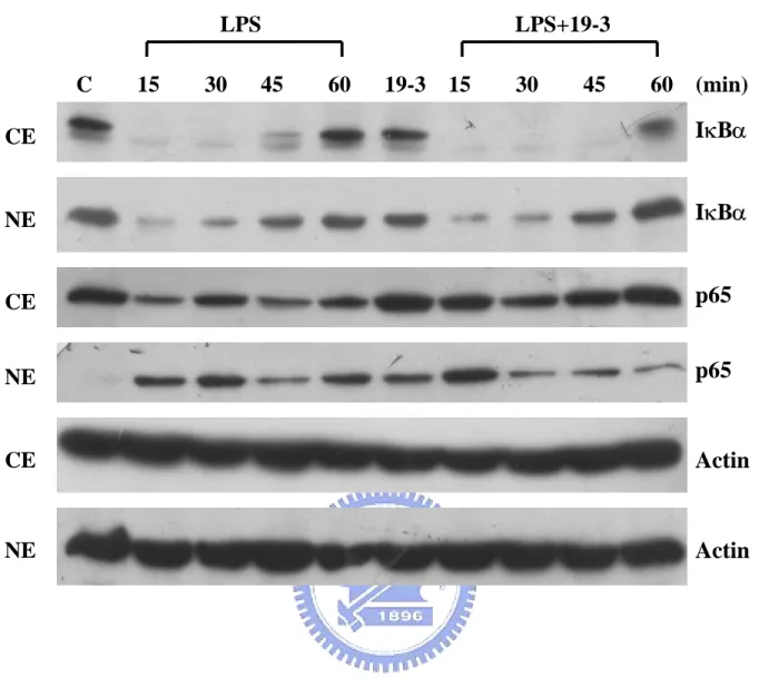 Fig. 10.    Western blotting of IκBα and NF-κB p65 in different cell  fractions before and after treatment