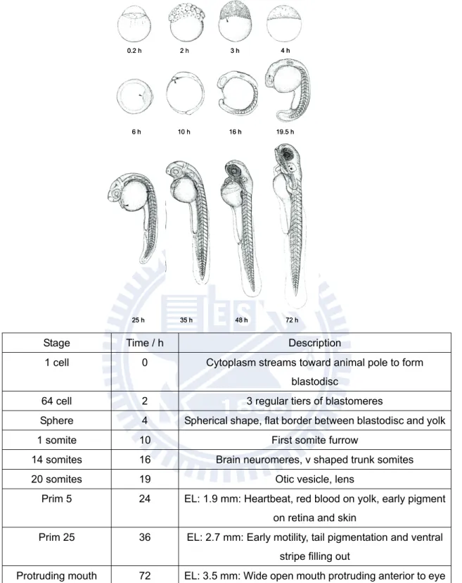 圖 1 – 3  斑馬魚胚胎發育的代表性階段 12