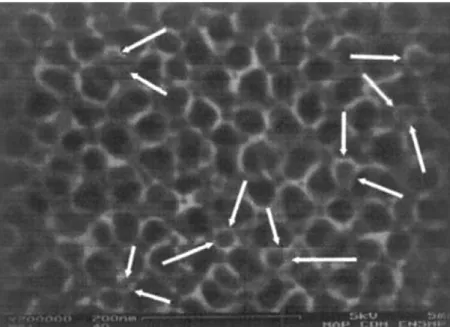 Figure 2.2 High resolution SEM image of anodized Ti 6 Al 4 V (TA6V) in CA/HF solution  (10 V, 20 min) [28].