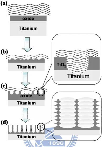 Figure 2.5 Schematic diagrams illustrating the formation mechanism of TiO 2  nanotubes  structures (a) oxide layer formation, (b) semicircle pores formation on the  oxide film, (c) growth of the semicircle pores into scallop shaped pores, and  (d) fully de