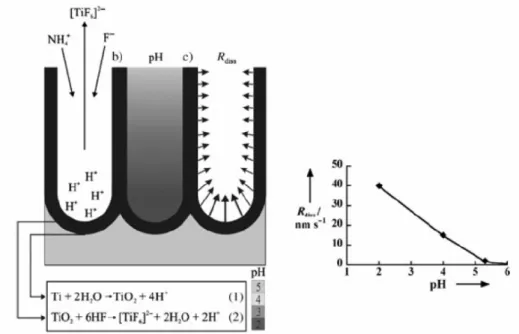 Figure 2.6 Schematic of the pH profile developing within the tubes [29]. 