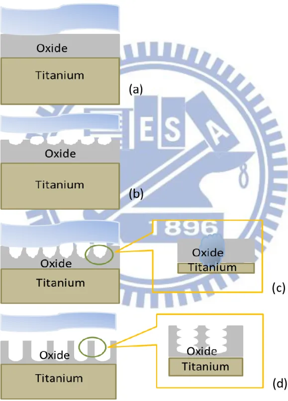 Figure 2.7 Schematic diagrams illustrating the formation mechanism of TiO 2  nanotubes 