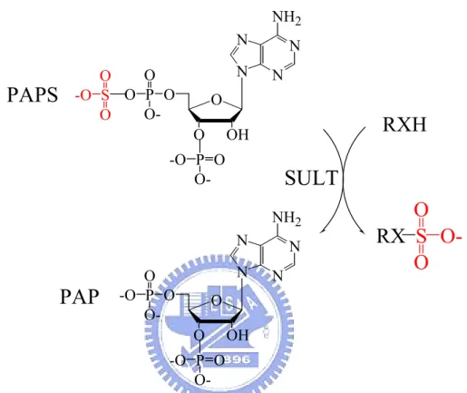 Figure 1.    Physical sulfation catalyzed by SULT with PAPS as a cosubstrate. 