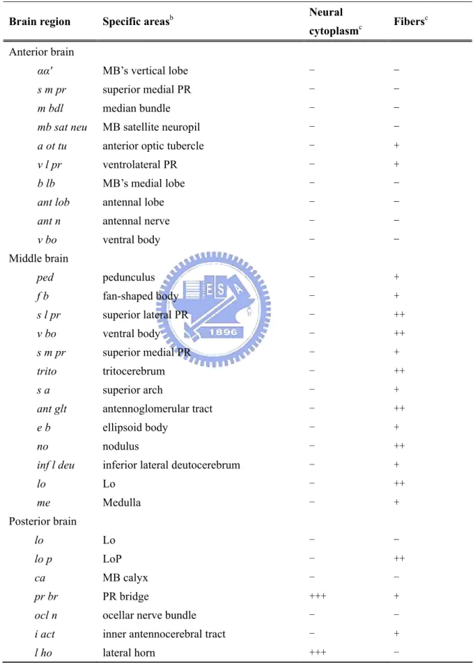 Table 1.  Distribution and cellular colocalization of DHEA ST-like protein in  Drosophila brain a