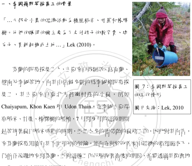 圖  7：泰國野莓採集工 的工作情形 
