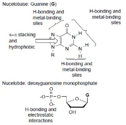 Figure  2-1. Some of the non-covalent interactions which are present in the  nucleobase guanine and the nucleotide deoxyguanosine monophosphate