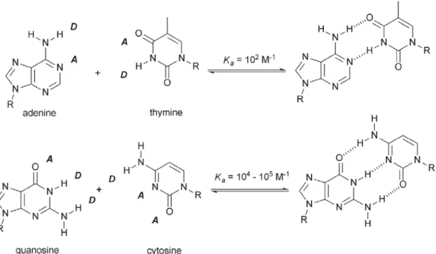 Figure 2-2 Hydrogen bonding in DNA base pairs. 