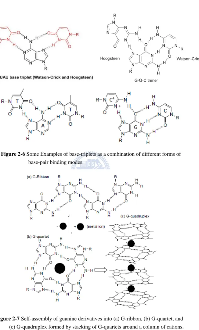 Figure 2-7 Self-assembly of guanine derivatives into (a) G-ribbon, (b) G-quartet, and         (c) G-quadruplex formed by stacking of G-quartets around a column of cations