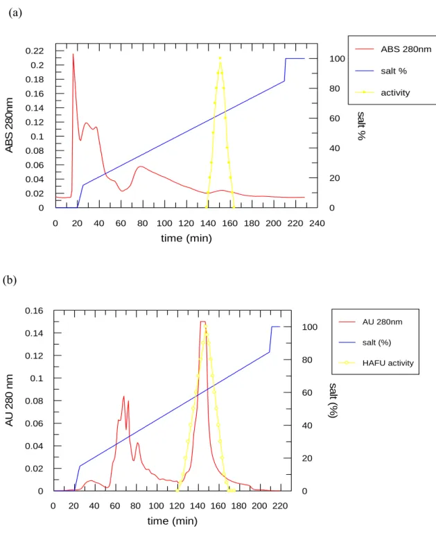 Figure 2. Chromatograms of the purification of human α-L-Fucosidase. (a) HiTrap SP  column chromatography at pH 5.7