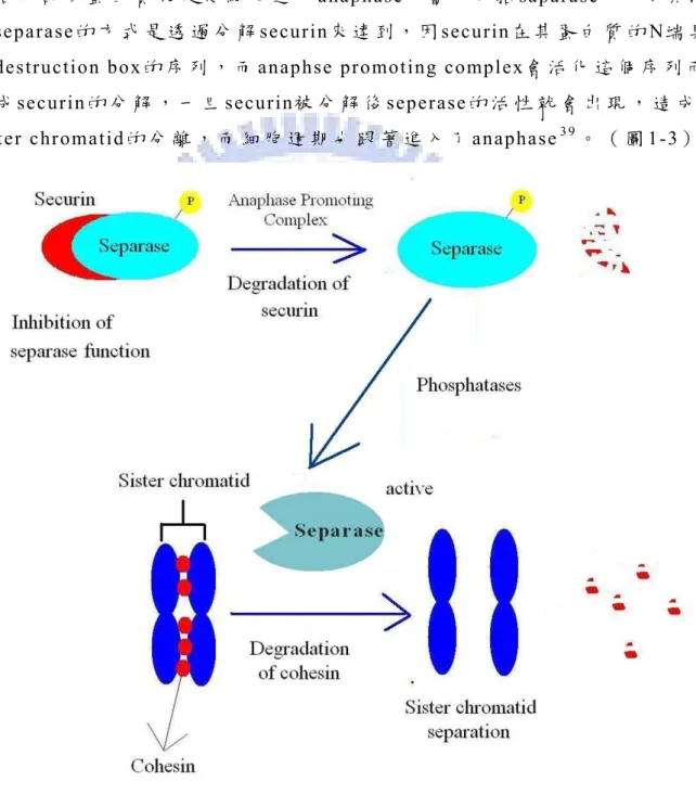 圖 1- 3、 Anaphase promoting complex  與 securin 的 作 用 關 係 圖 。  