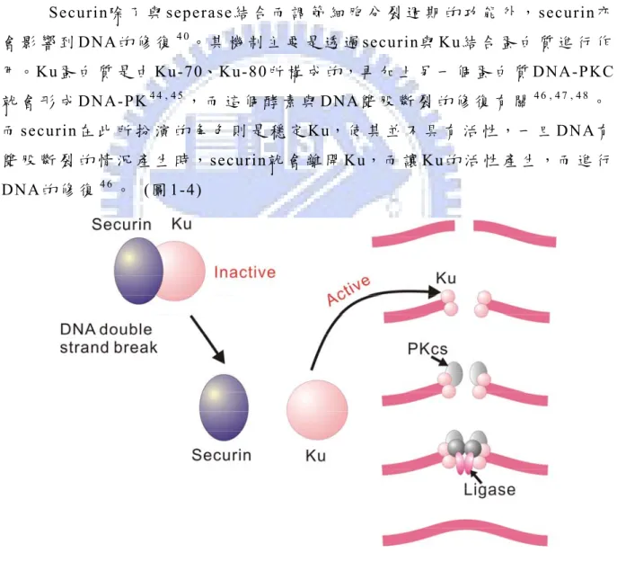 圖 1- 4、 Ku protein complex 修 復 雙 股 斷 裂 DNA 示 意 圖 。  