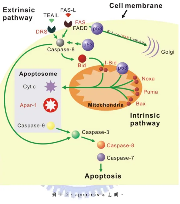 圖 1- 5、 apoptosis 示 意 圖 。  