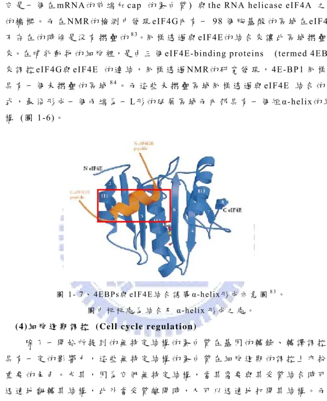 圖 1- 7、 4EBPs與 eIF4E結 合 誘 導 α-helix形 成 示 意 圖 8 3 。 圖 中 框 框 處 為 結 合 及 α-helix 形 成 之 處 。   ( 4 ) 細 胞 週 期 調 控   ( C e l l   c y c l e   r e g ul a t i o n )     除 了 一 開 始 所 提 到 的 無 特 定 結 構 的 蛋 白 質 在 基 因 的 轉 錄 、 轉 譯 調 控 上 具 有 一 定 的 影 響 力 ， 這 些 無 特 定 結 構 的 蛋 白 