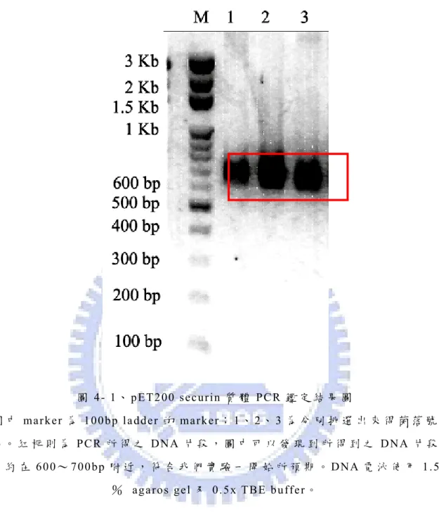 圖 4- 1、 pET200 securin 質 體 PCR 鑑 定 結 果 圖  