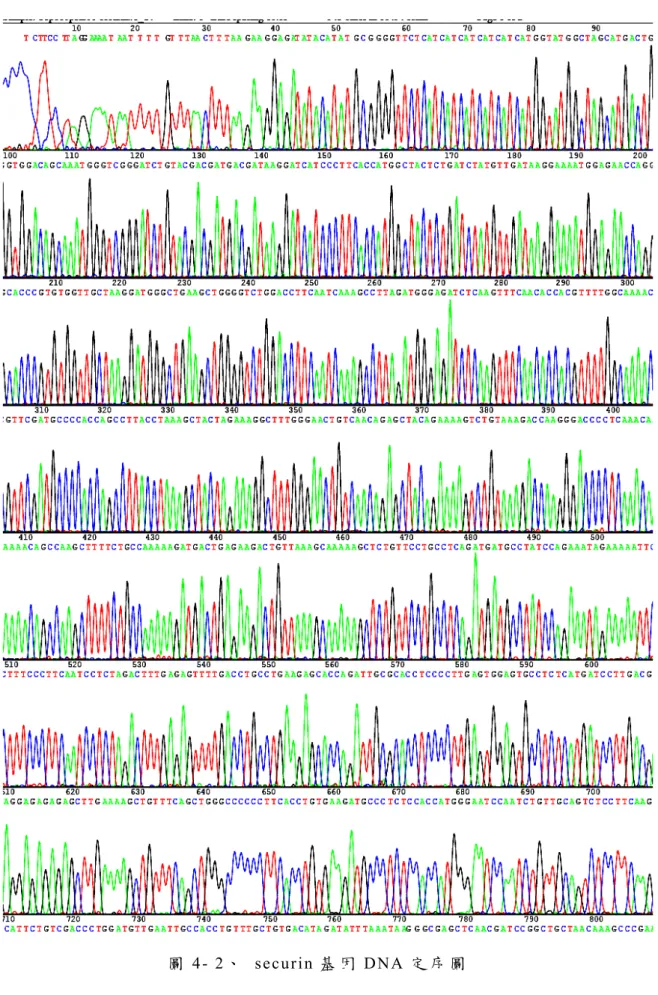圖 4- 2、  securin 基 因 DNA 定 序 圖  