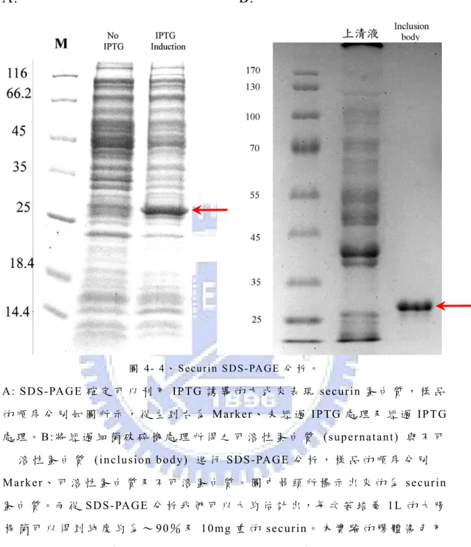圖 4 -   4、 Secur i n SDS - PAGE 分 析 。