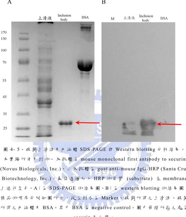 圖 4- 5、 破 菌 上 清 液 及 內 涵 體 SDS-PAGE 與 Western blotting 分 析 結 果 。   本 實 驗 所 使 用 到 的 一 級 抗 體 為 mouse monoclonal first antibody to securin  (Novus Biologicals, Inc.)， 二 級 抗 體 為 goat anti-mouse IgG-HRP (Santa Cru z 