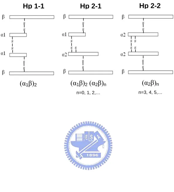 Fig 1.  Hp 1-1  Hp 2-1 Hp 2-2  (α 1 β) 2 (α 1 β) 2  (α 2 β) n  n=0, 1, 2,… (α 2 β) n  n=3, 4, 5,…