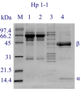 Fig 3.  45  31  21.5  14.4 66.2 97.4  M   1     2     3     4 Hp 1-1  α1 β kDa  M     1     2     3     4  45  31  21.5  14.4 66.2 97.4  Hp 2-1  α1 α2 β kDa  M     1     2      3     4  45  31  21.5  14.4 66.2 97.4  Hp 2-2  α2 β kDa 