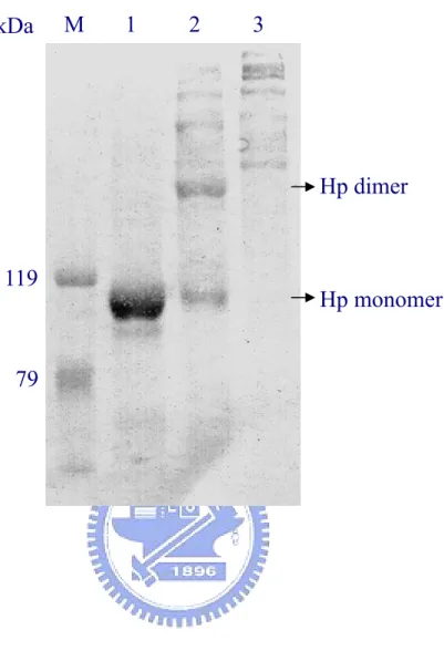 Fig 7.  M       1         2         3  119  79  Hp dimer  Hp monomer kDa 