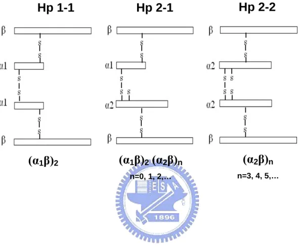 Fig. 1  Hp 1-1  Hp 2-1  Hp 2-2  (α 1 β) 2  (α 1 β) 2  (α 2 β) n  n=0, 1, 2,… (α 2 β) n  n=3, 4, 5,…
