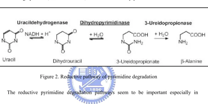 Figure 2. Reductive pathway of pyrimidine degradation 