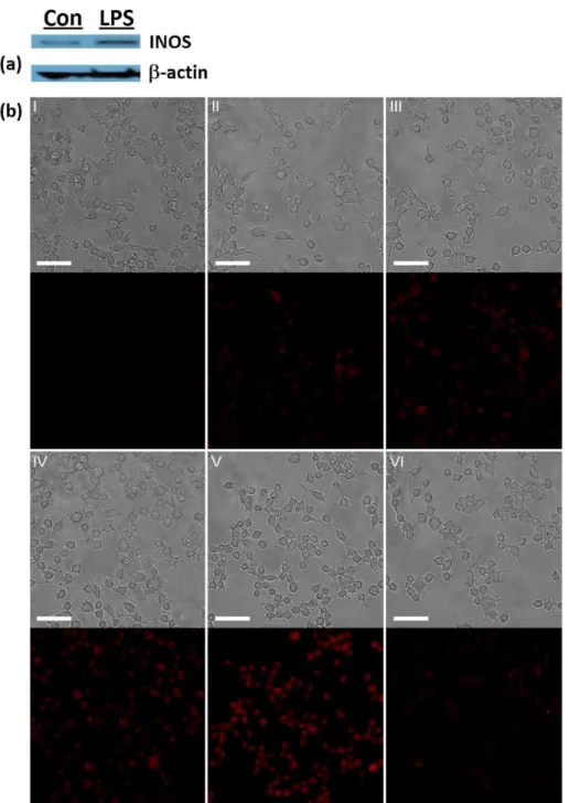 Figure 7. Endogenously generated NO detection in Raw 264.7 macrophage cells by RH. (a)  The expression of iNOS in the absence and presence of stimulation with LPS for 4 h