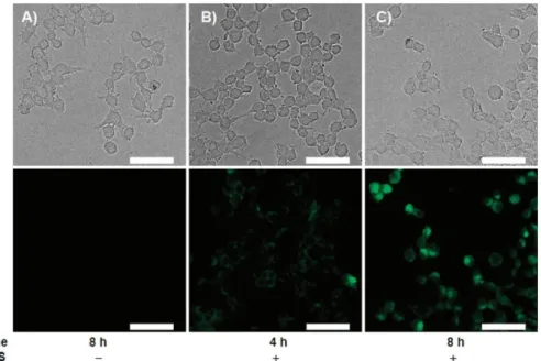 Figure 16. Endogenous NO detection in Raw 264.7 murine macrophages by FA-OMe (10 