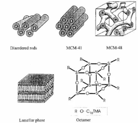 圖 2-1 M41S 之各種立體結構(Selvam et al. 2001) 