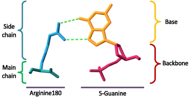 Figure 1. An example of residue–nucleotide interaction pair in 1zrc. A guanine base is  making hydrogen bonds to an arginine amino acid