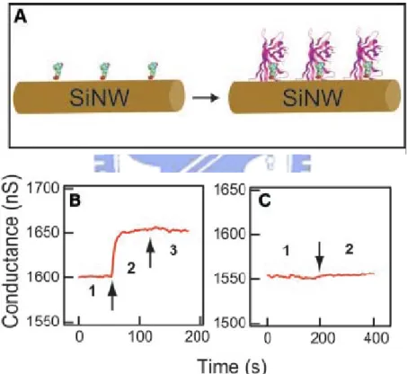Figure 1-2. Real-time detection of protein binding. (A) Schematic illustrating a  biotin-modified SiNW (left) and subsequent binding of streptavidin to the SiNW  surface (right)