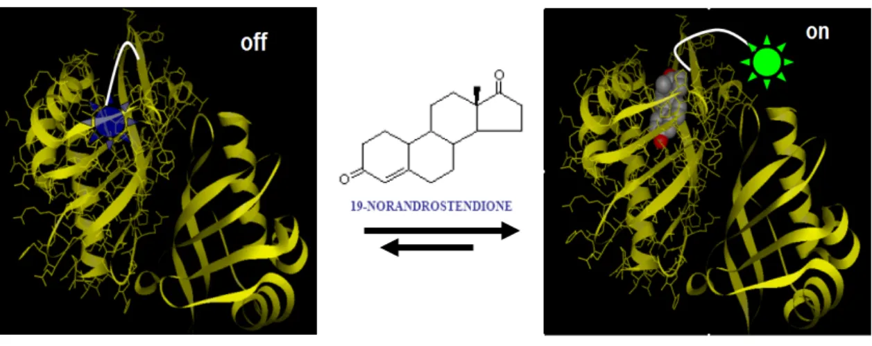 Figure 2-1. The simulated construction of protein-ligand intramolecular interaction. 