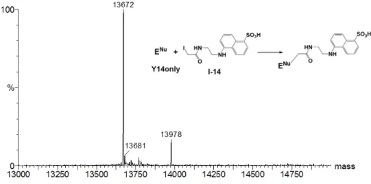 Figure 2-3A. LC/MS analyses on the chemical modification of KSI. The species with  a molecular mass of 13978 Da corresponds to the Y14only (13672 Da.) plus the  moiety of 5-[2-(acetamido)ethylamino]naphthalene-1-sulfonic acid (306 Da)