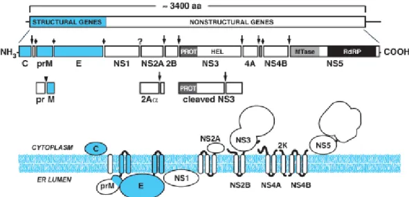 圖 1.2     Flavivirus Polyprotein 之結構與在 ER 膜上的分佈 