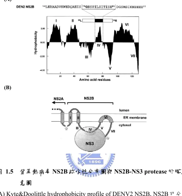 圖 1.5  登革熱病毒 NS2B 疏水性分布圖與 NS2B-NS3 protease 於膜上之示 意圖