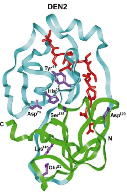 圖 1.6  登革熱病毒 NS2B-NS3 protease 立體結構圖   