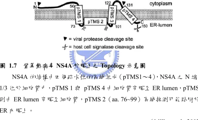 圖 1.7  登革熱病毒 NS4A 於膜上之 Topology 示意圖    NS4A 的結構由四個疏水性的區域組成（pTMS1～4） ， NS4A 之 N 端前 1/3 位於細胞質中，pTMS 1 與 pTMS 4 由細胞質穿膜至 ER lumen，pTMS 3 則由 ER lumen 穿膜至細胞質，pTMS 2（aa