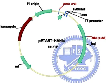 圖 3.4 限制酶酵素切割 pET△5T-HAHis